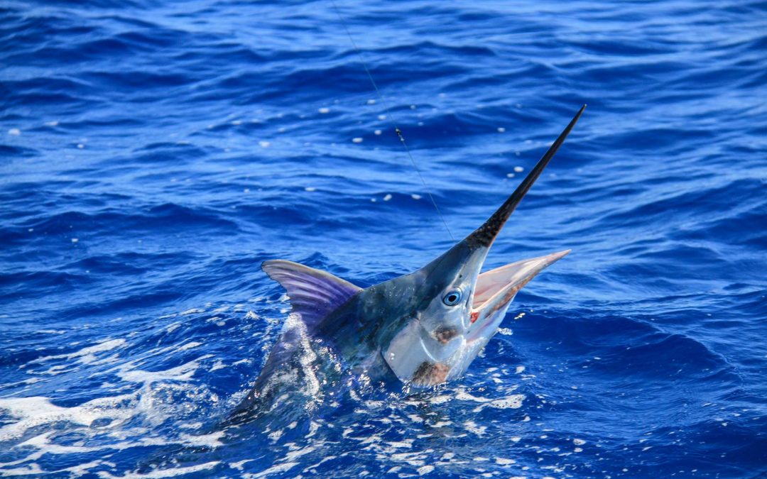 Billfish