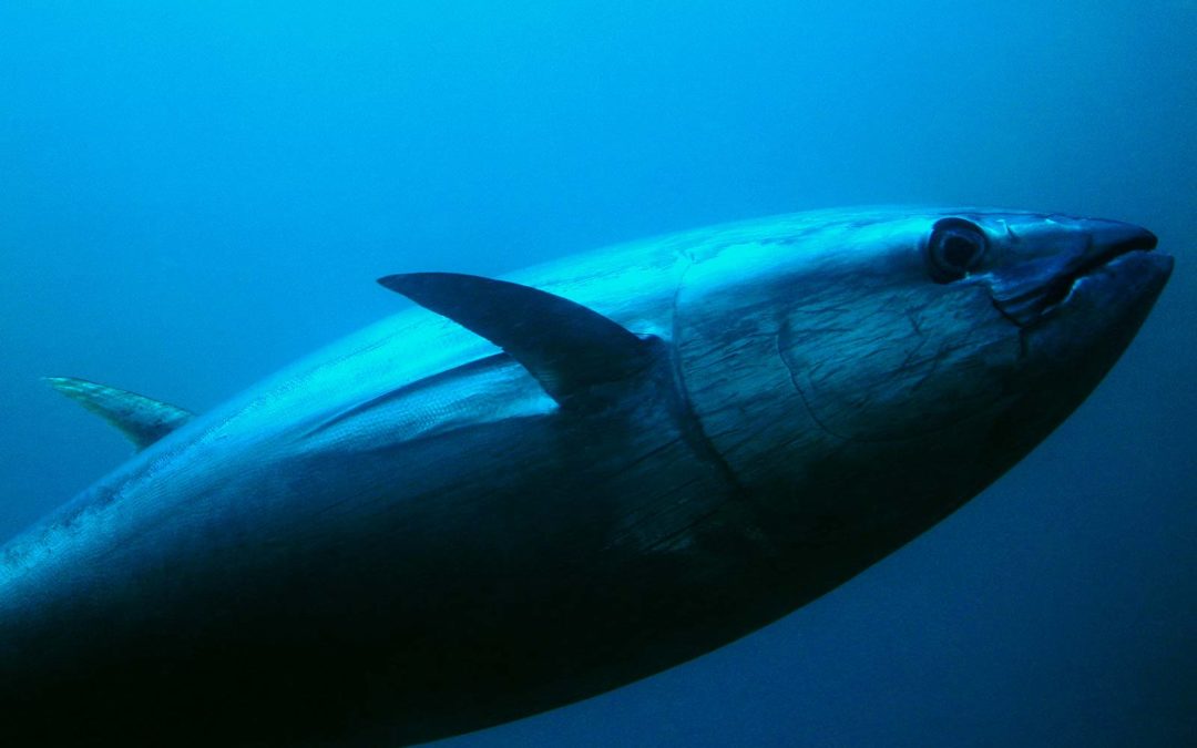 Bluefin Tuna