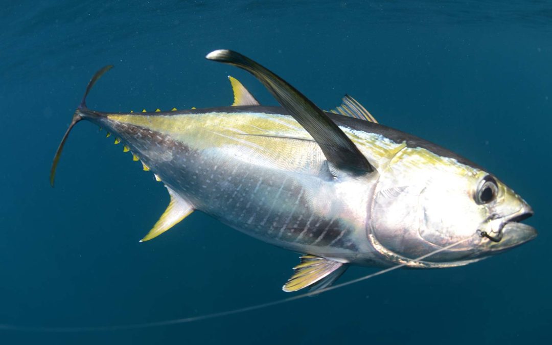 Yellowfin Tuna