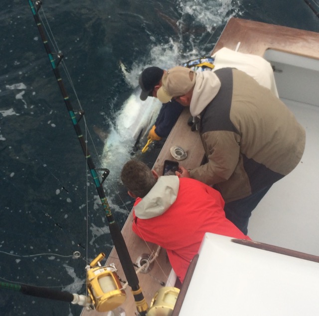 3/26/17  Bad day to be a bluefish