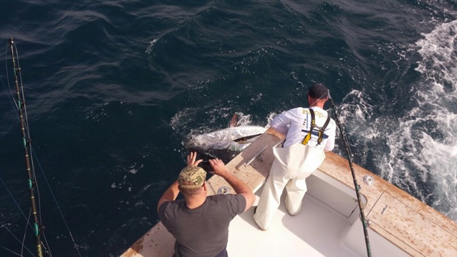 3/25/17  More Bluefin Action