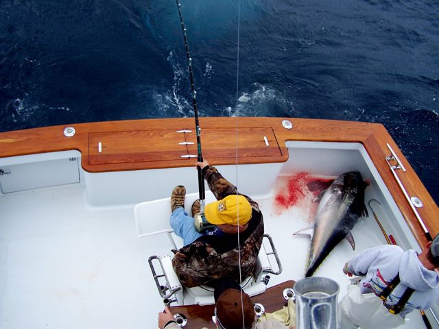 Hot Bluefin Fishing!